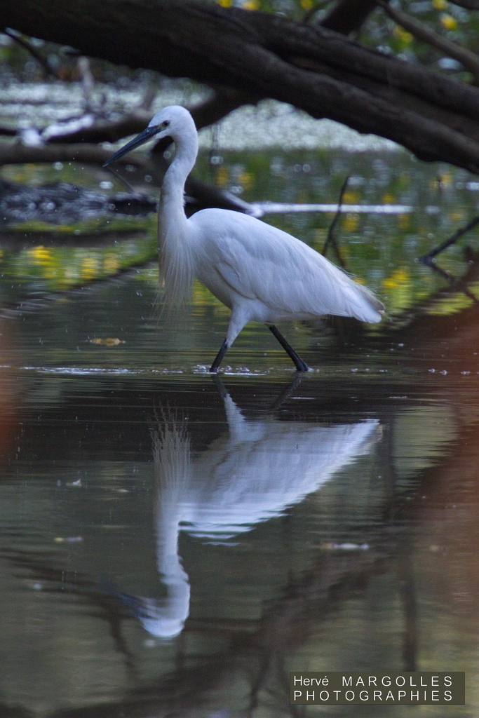 Aigrette garzette-01.jpg